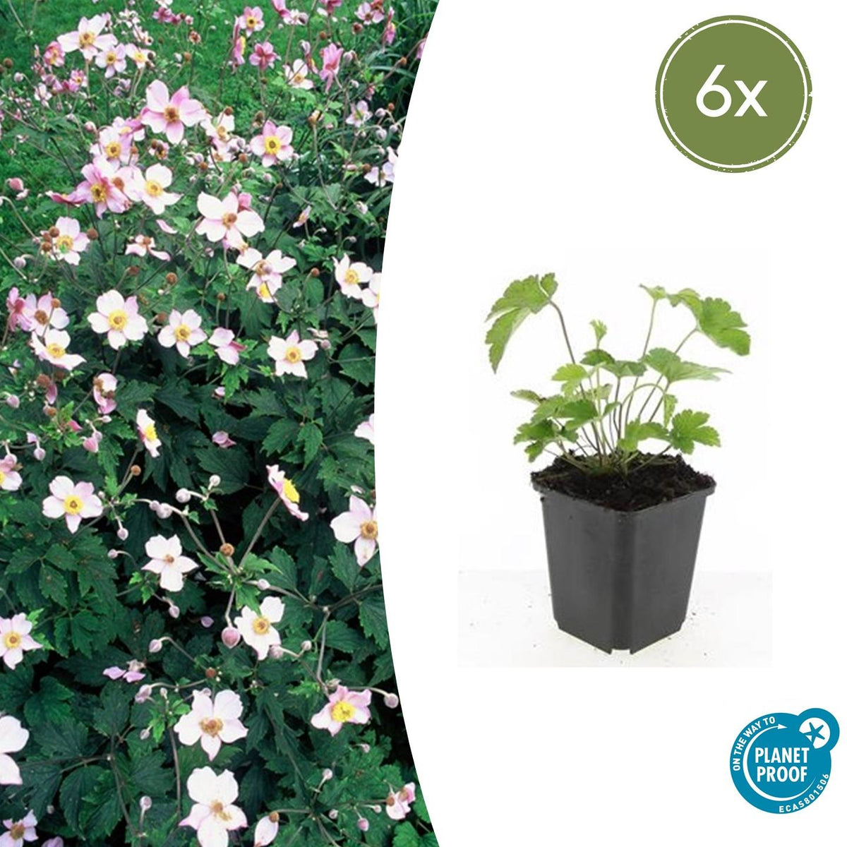Anemone tom. 'Robustissima' (Herbstanemone) – 6 Pflanzen, Ø 9 cm, 10–25 cm hoch