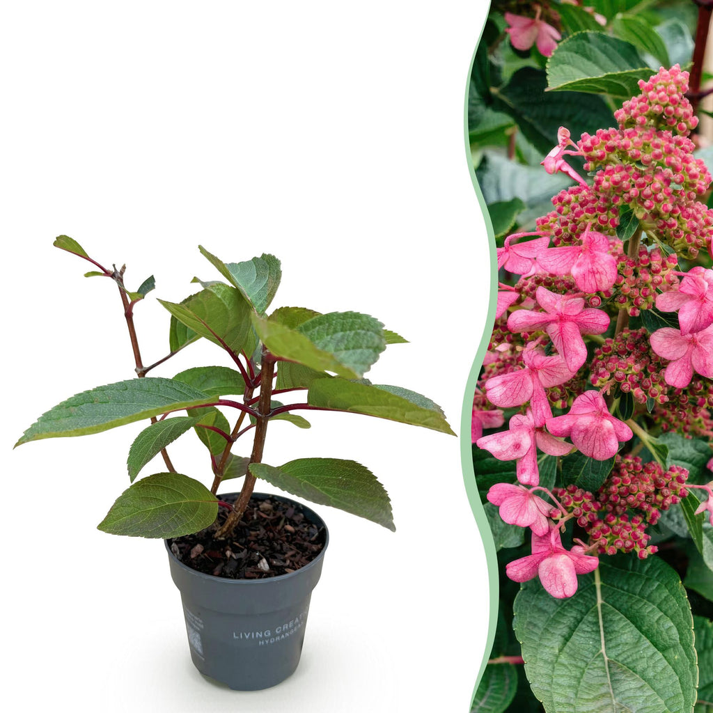 Hydrangea panniculata 'Living Infinity' (Rispenhortensie) – weiß – Ø12 cm, 20–30 cm hoch