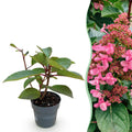 Hydrangea panniculata 'Living Infinity' (Rispenhortensie) – weiß – Ø12 cm, 20–30 cm hoch