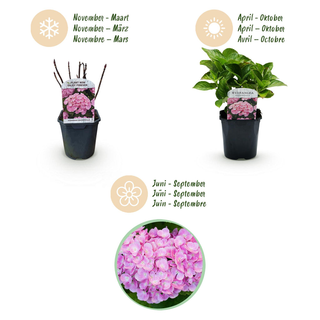 Hydrangea macrophylla 'Pink' (Hortensie) – rosa – Ø 17 cm, 30 cm hoch – Bild 6