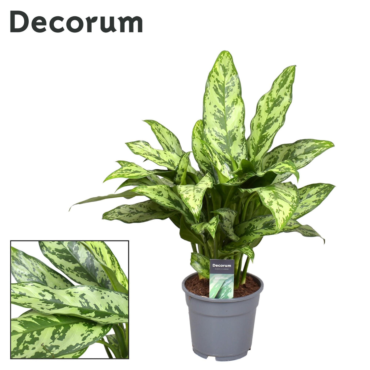 Aglaonema Romeo – Ø17 cm, 60 cm hoog