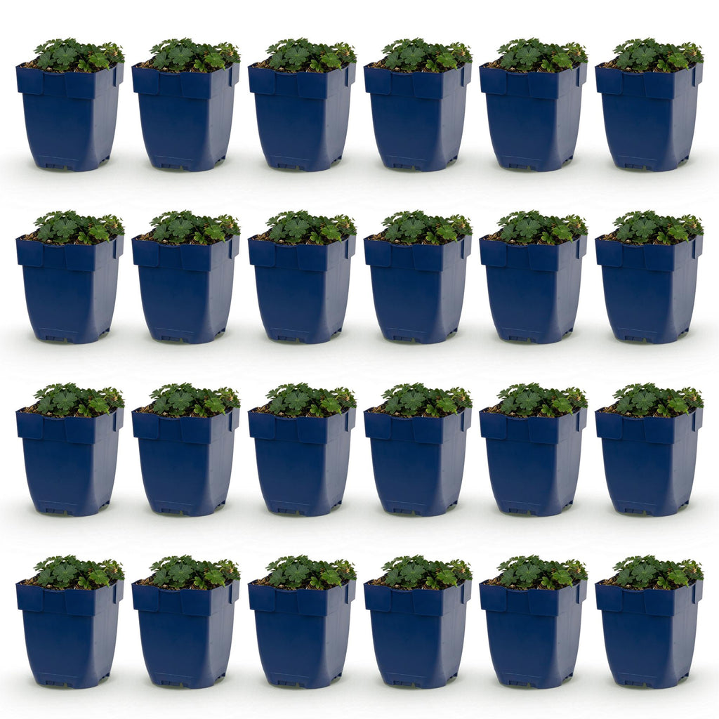 Géranium sanguineum 'Max Frei' (géranium vivace) – rose – 24 plantes, Ø11 cm, 15–25 cm de haut