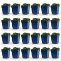 Géranium sanguineum 'Max Frei' (géranium vivace) – rose – 24 plantes, Ø11 cm, 15–25 cm de haut