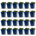 Géranium sanguineum 'Max Frei' (géranium vivace) – rose – 24 plantes, Ø11 cm, 15–25 cm de haut