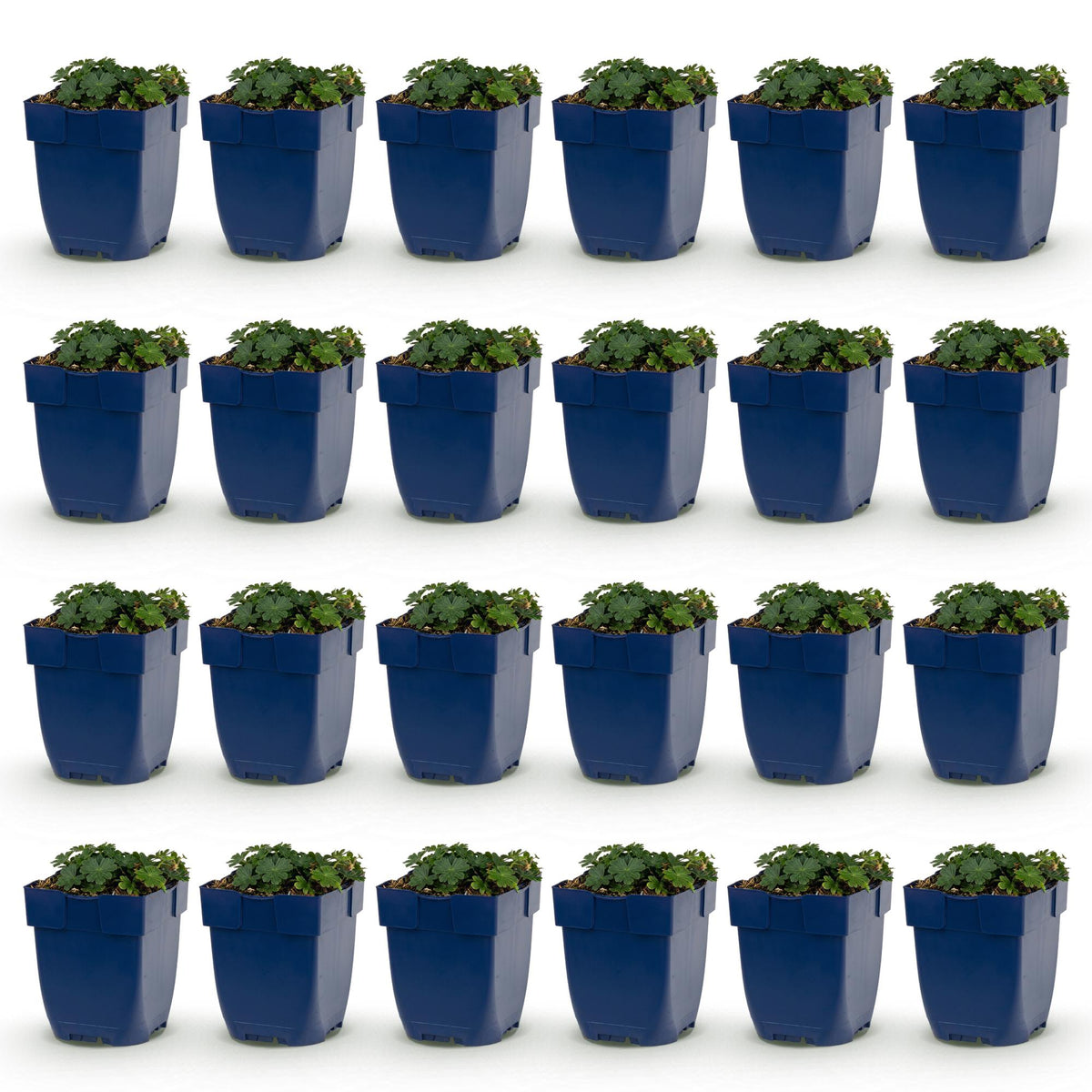 Géranium sanguineum 'Max Frei' (géranium vivace) – rose – 24 plantes, Ø11 cm, 15–25 cm de haut