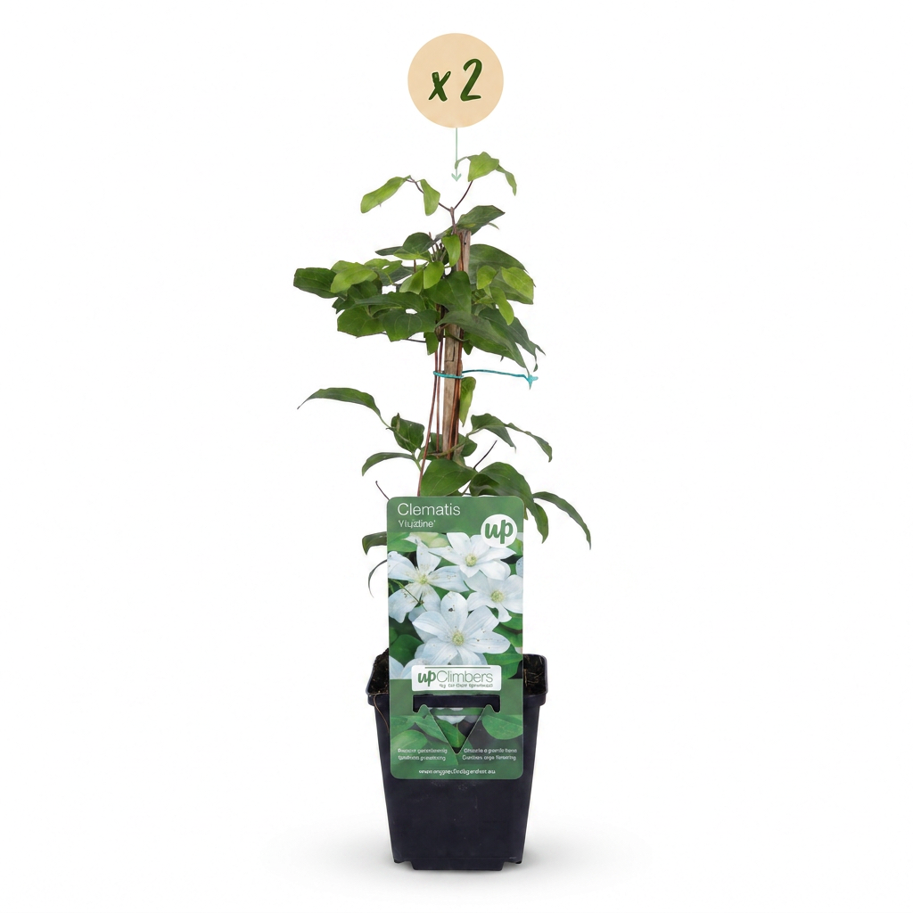 Clematis 'Jackmanii Huldine' (bosrank) – wit – 2 planten, Ø9 cm, 35 cm hoog