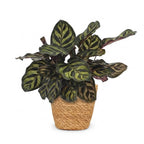 Calathea makoyana met mand – Ø12 cm, 25 cm hoog