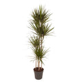 Dracaena marginata (arbre dragonnier) – Ø27 cm, 180 cm de haut