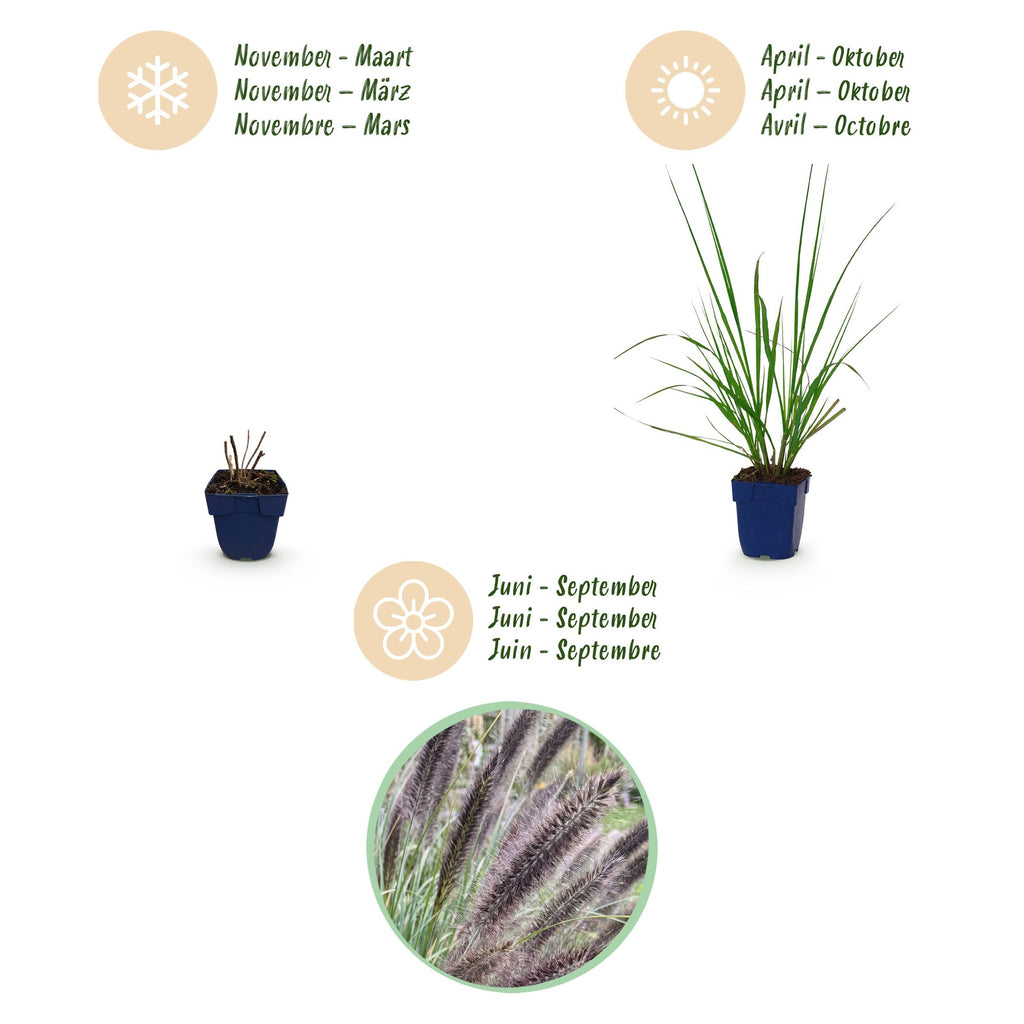 Pennisetum alop. 'Black Beauty' (fountain grass) – 12 plants, Ø11 cm, 15–25 cm high – photo 4