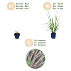Pennisetum alop. 'Black Beauty' (fountain grass) – 12 plants, Ø11 cm, 15–25 cm high