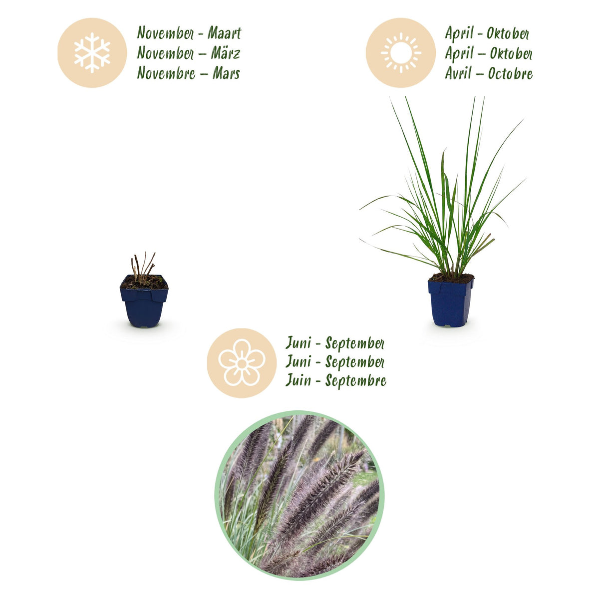 Pennisetum alop. 'Black Beauty' (fountain grass) – 12 plants, Ø11 cm, 15–25 cm high – photo 4