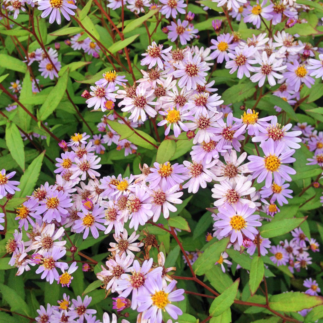Kalimeris incisa 'Blue Star' (aster du Japon) – 24 plants, Ø9 cm, 10–25 cm de haut – photo 7