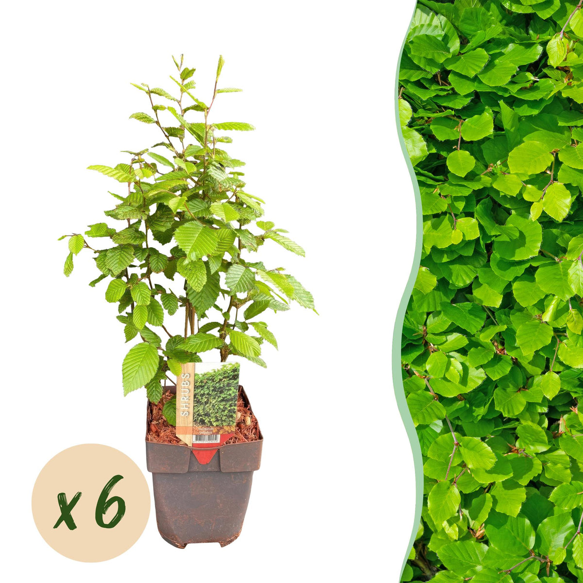 Carpinus betulus (haagbeuk) – 6 planten, Ø17 cm, 55 cm hoog