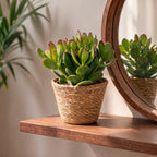 6× Crassula ovata (plante jade) avec panier – Ø12 cm, 16 cm de haut