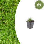 Festuca gautieri (fétuque bleue) – 6 plants, Ø9 cm, 10–25 cm de haut
