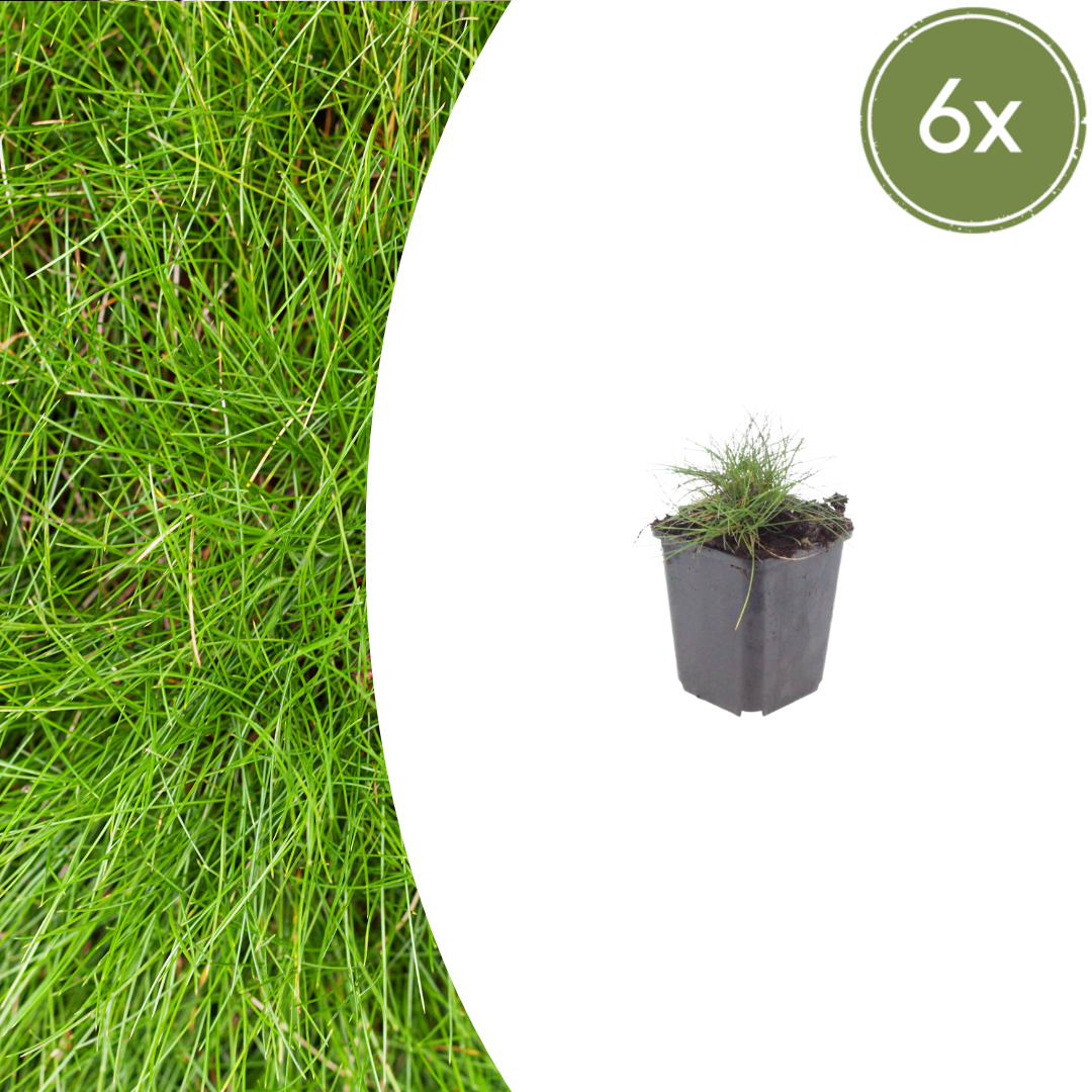 Festuca gautieri (fétuque bleue) – 6 plants, Ø9 cm, 10–25 cm de haut