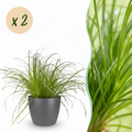 2× Cyperus alternifolius Zumula (sivgræs) i grå lerkrukke – Ø12 cm, 20 cm høj