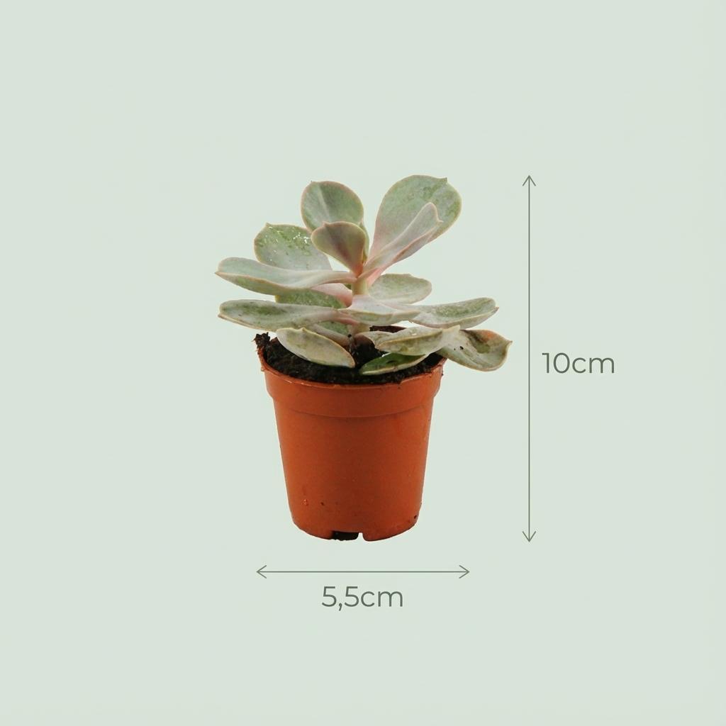 12× Vetplanten – Ø6 cm, 5–10 cm hoog
