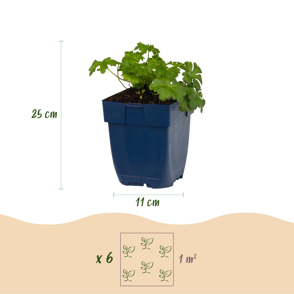 Géranium cantabrigiense 'Cambridge' (griffe de sorcière) – rose clair – 6 plantes, Ø11 cm, 15–25 cm de haut – photo 3