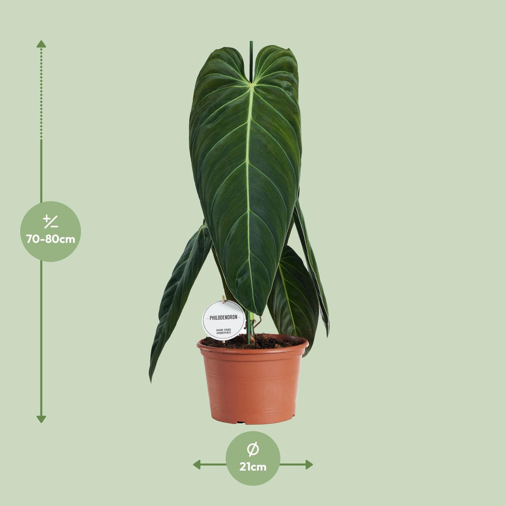Philodendron Melanochrysum – Ø21 cm, 75 cm hoog
