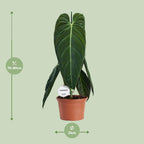 Philodendron Melanochrysum – Ø21 cm, 75 cm hoog