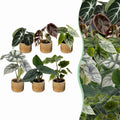 6× Baby Alocasia Familie (elefantøre) incl. Linnea Honey – Ø6 cm, 12 cm høj