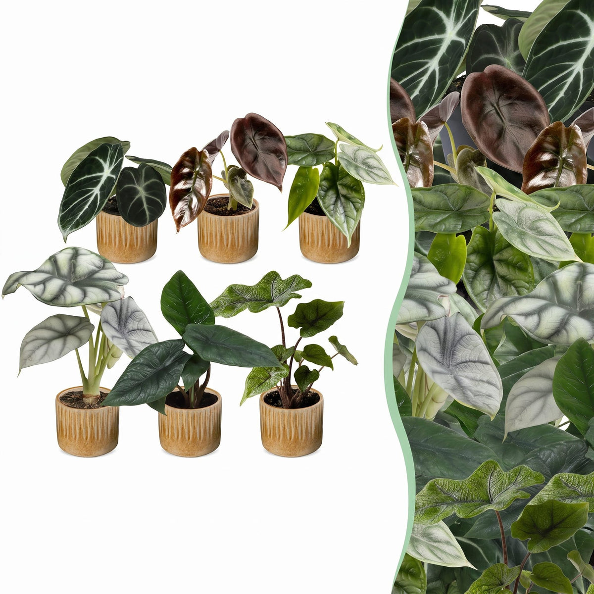 6× Baby Alocasia Familie (elefantøre) incl. Linnea Honey – Ø6 cm, 12 cm høj