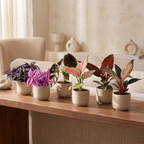 6× jeunes plants Paradise Mix – Ø6 cm, 10–15 cm de haut