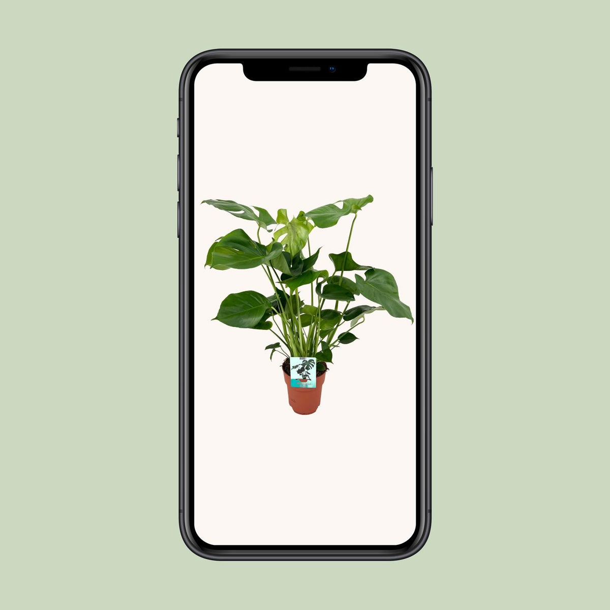 Monstera deliciosa (Fensterblatt) – Ø 19 cm, 60 cm hoch