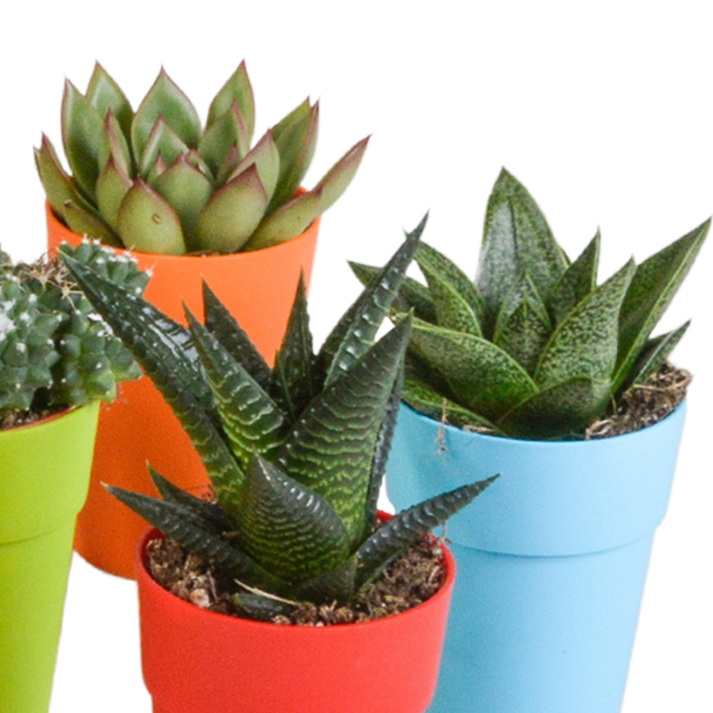 15× Mélange de cactus et plantes grasses (Cactaceae) – Ø6 cm, 13 cm de haut – pot en plastique coloré – photo 7