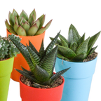 15× Mélange de cactus et plantes grasses (Cactaceae) – Ø6 cm, 13 cm de haut – pot en plastique coloré