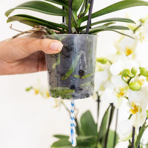 Phalaenopsis 'Lausanne' wit (orchidee) in rode diabolo sierpot – Ø9 cm, 48 cm hoog