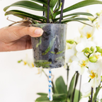 Phalaenopsis 'Lausanne' wit (orchidee) in rode diabolo sierpot – Ø9 cm, 48 cm hoog