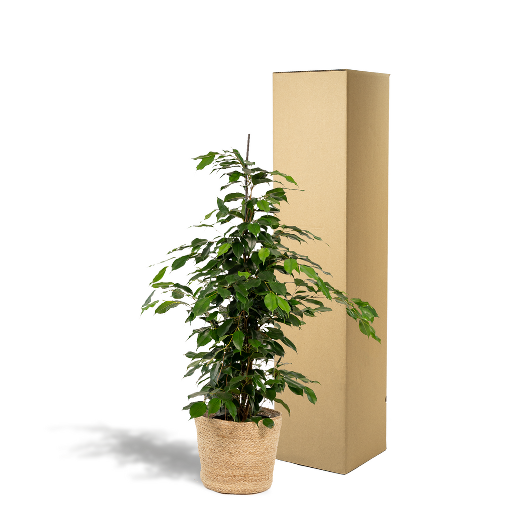 Ficus benjamina Danielle (treurvijg) met mand selin – Ø21 cm, 95 cm hoog