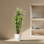 Dracaena Lemon Lime (Drachenbaum) – Ø 30 cm, 150 cm hoch