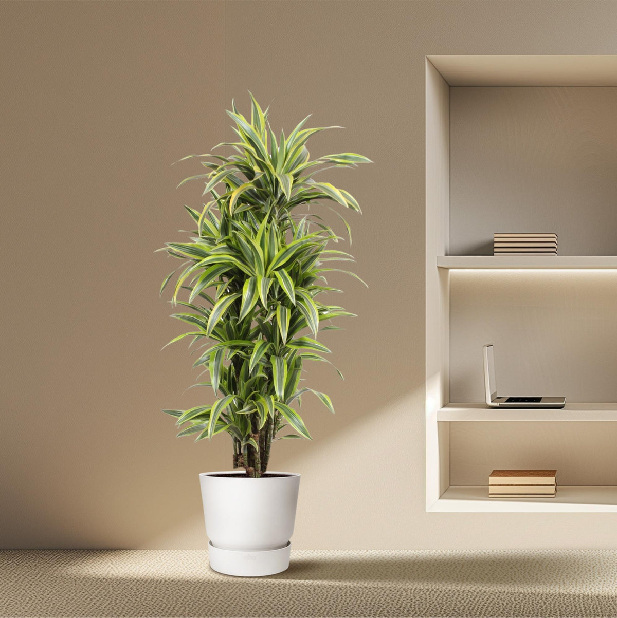 Dracaena Lemon Lime (drakenboom) – Ø30 cm, 150 cm hoog