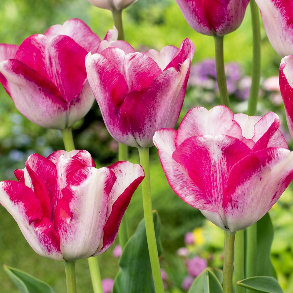 Tulpe 'Mata Hari' – 24 Blumenzwiebeln (Zwiebelgröße 11/12)