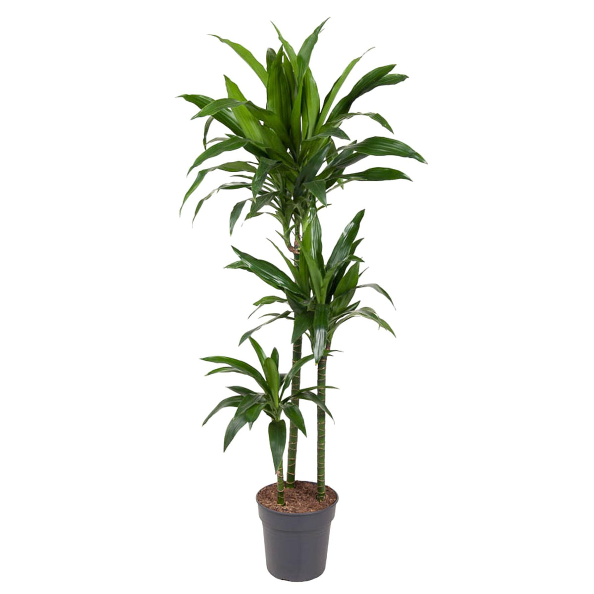 Dracaena Janet Craig (drakenboom) – Ø24 cm, 150 cm hoog