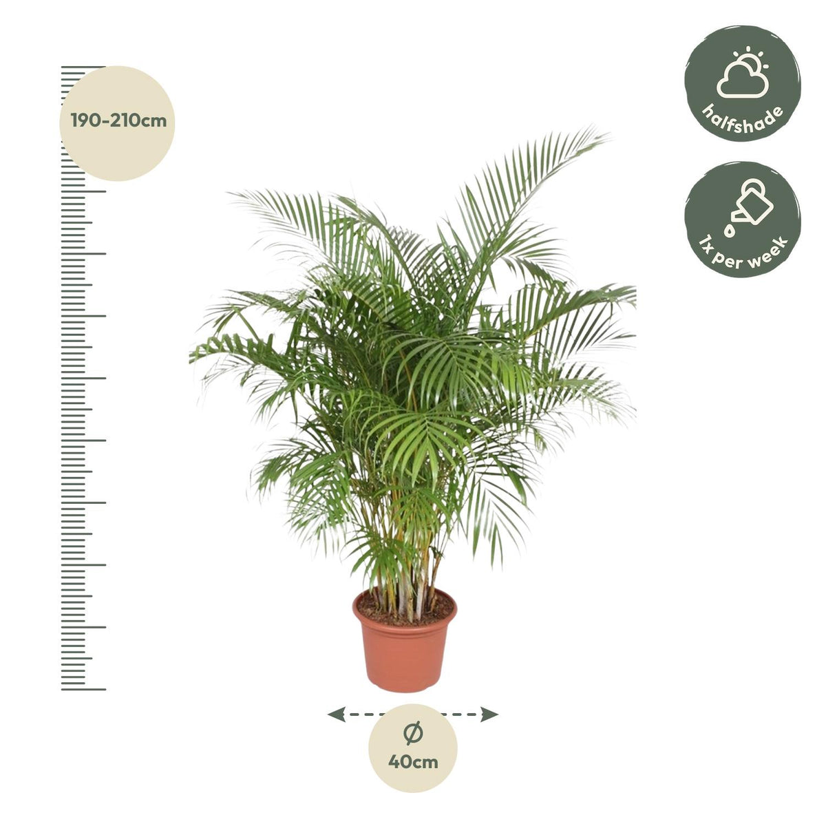 Areca-Palme (Dypsis) – Ø 40 cm, 200 cm hoch