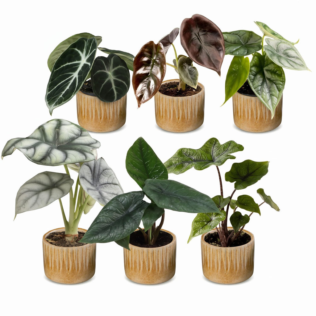 6× Baby Alocasia Familie (elefantøre) incl. Linnea Honey – Ø6 cm, 12 cm høj