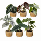 6× Baby Alocasia Familie (elefantøre) incl. Linnea Honey – Ø6 cm, 12 cm høj