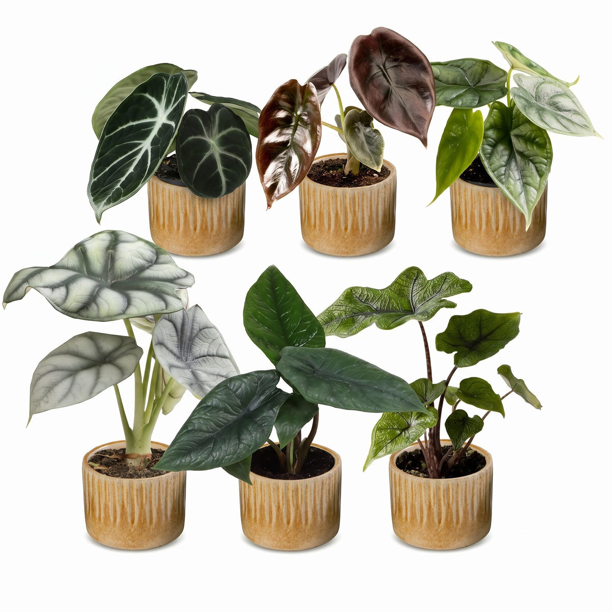 6× Baby Alocasia Familie (elefantøre) incl. Linnea Honey – Ø6 cm, 12 cm høj
