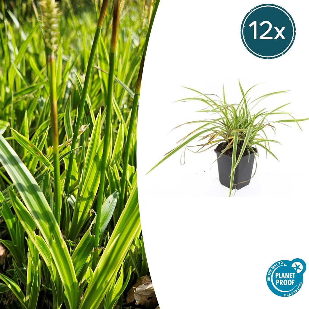 Carex morrowii 'Aureovariegata' (laîchue) – 12 plants, Ø9 cm, 10–25 cm de haut – photo 2