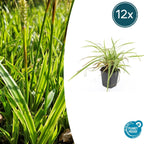 Carex morrowii 'Aureovariegata' (laîchue) – 12 plants, Ø9 cm, 10–25 cm de haut