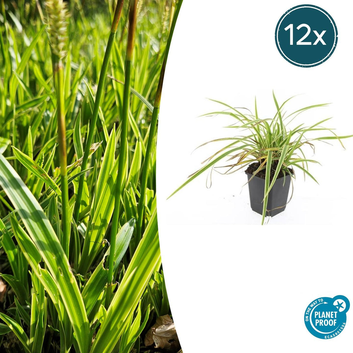 Carex morrowii 'Aureovariegata' (Segge) – 12 Pflanzen, Ø9 cm, 10–25 cm hoch – Bild 2