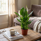 4× Spathiphyllum (lepelplant) – Ø12 cm, 35–40 cm hoog
