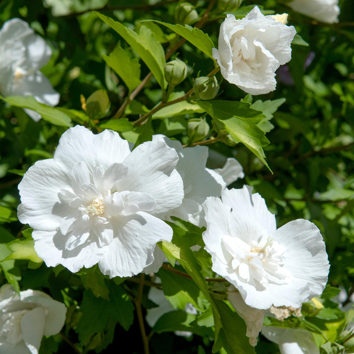 Hibiscus syriacus 'White Chiffon' (tuinhibiscus) op stam – Ø19 cm, 90 cm hoog – bild 4