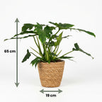 Philodendron Lacerum avec panier – Ø19 cm, 65 cm de haut