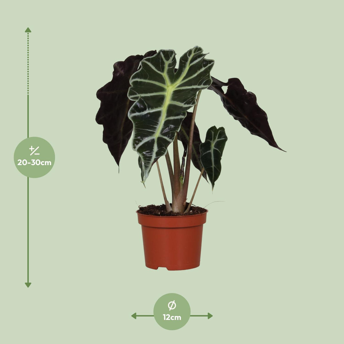 Alocasia amazonica Polly (olifantsoor) – Ø12 cm, 30 cm hoog