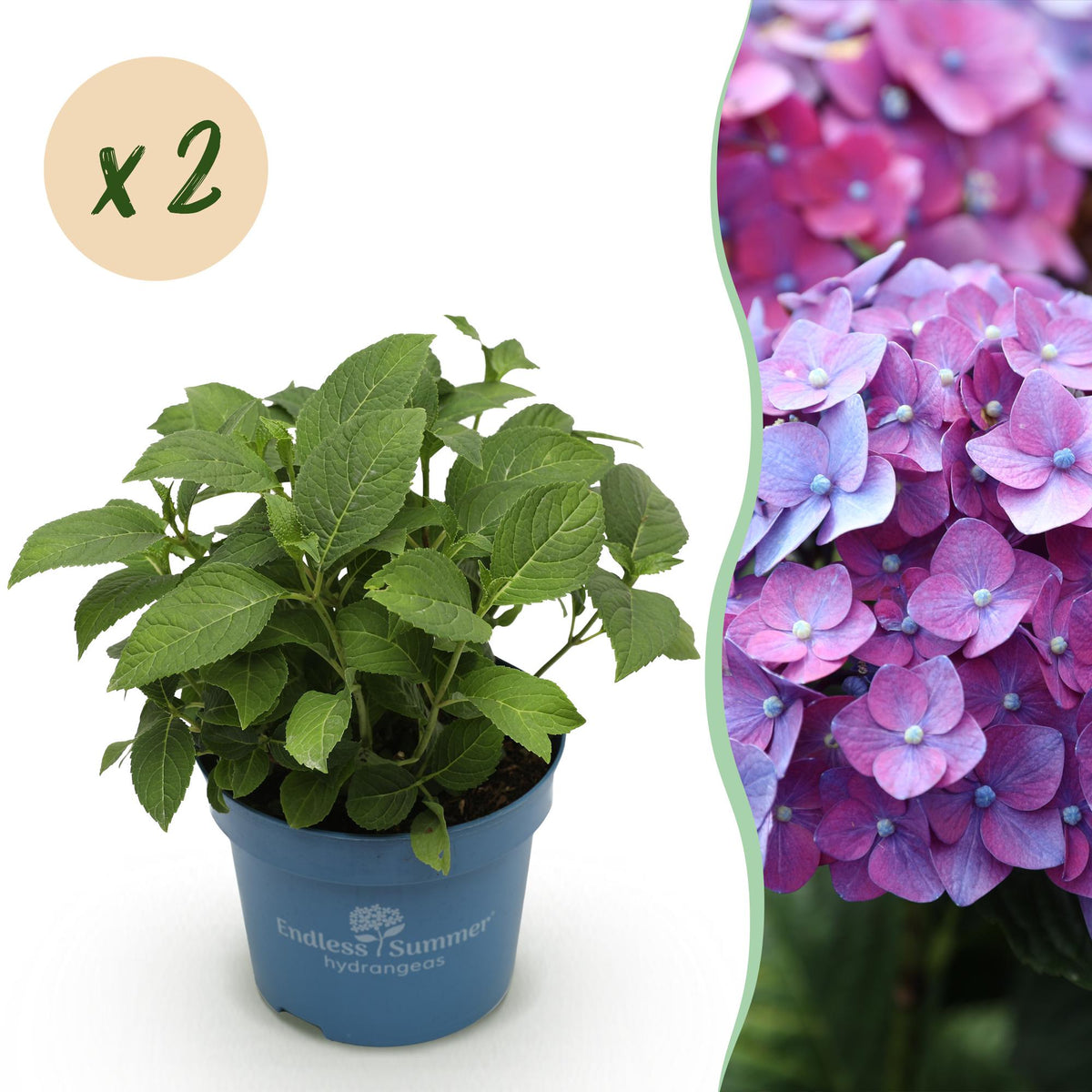 Hydrangea 'Endless Summer Summer Love Purple' (hortensia) – paars – 2 planten, Ø14 cm, 20–25 cm hoog